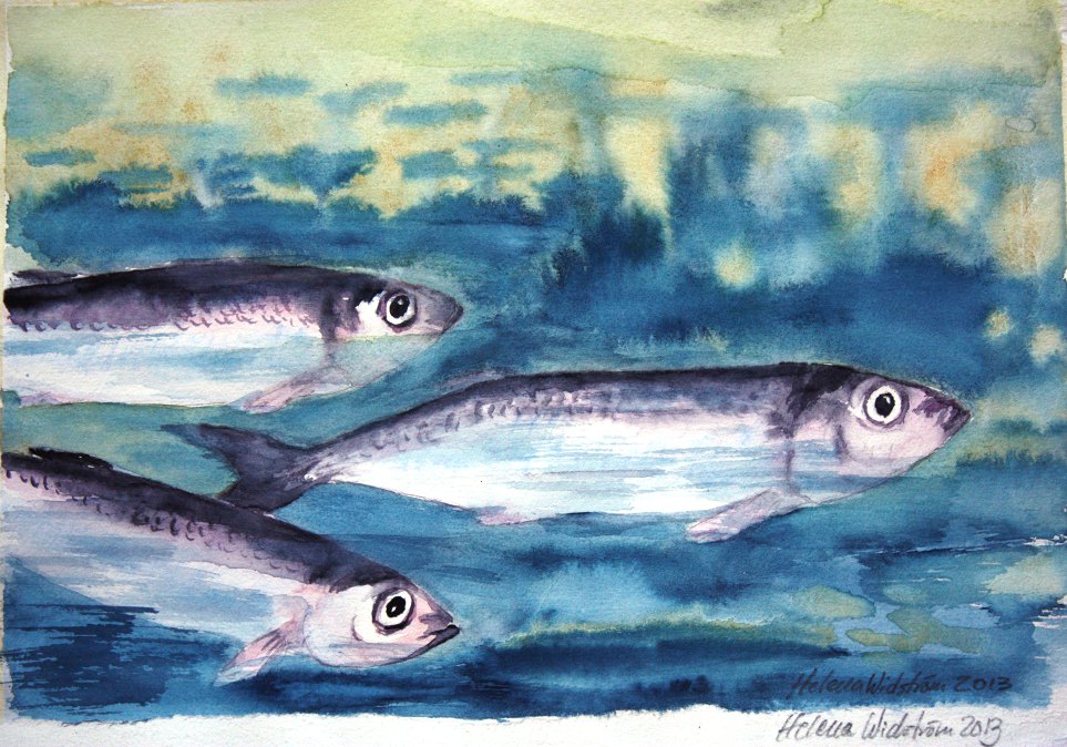 Three herrings